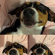 Guizmo participe au concours pour gagner de l'argent avec cette photo : dog, pet, smiling, teeth, blanket, close_up, face, playful, canine, cute, sleeping_area, indoor, fur, animal, expression, nose, ears, mouth, tongue, resting