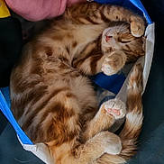 Caramel a rejoint le concours — aidez-le/la à gagner de superbes lots ! cat, sleeping, tabby, fur, paws, pink_paw_pads, curled_up, bag, blue, white, cozy, resting, animal, cute, pet, whiskers, soft, relaxed, indoor, nap