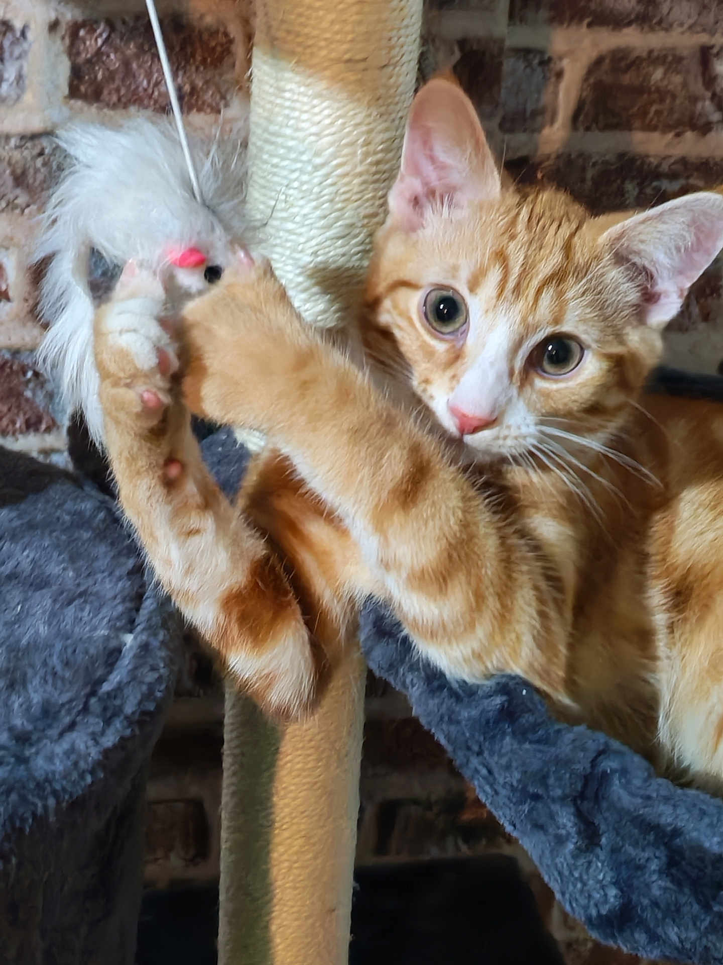 Caramel a rejoint le concours — aidez-le/la à gagner de superbes lots ! cat, kitten, orange_tabby, toy_mouse, scratching_post, furry, playful, pet, indoor, cozy, curious, climbing, animal, paw, whiskers, ears, face, brick_wall, furniture, resting