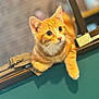 Caramel participe au concours pour gagner de l'argent avec cette photo : cat, orange_tabby, pet, feline, animal, curious, close_up, indoor, pool_table, green, fur, whiskers, ears, eyes, blurred_background, domestic, cute, young_cat, resting, looking_away