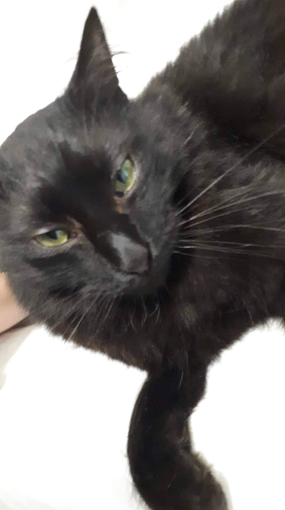 Mario a rejoint le concours — aidez-le/la à gagner de superbes lots ! black_cat, bombay, carnivore, cat, claw, domestic_short_haired_cat, felidae, fur, mammal, plant, small_to_medium_sized_cats, terrestrial_animal, vertebrate, whiskers