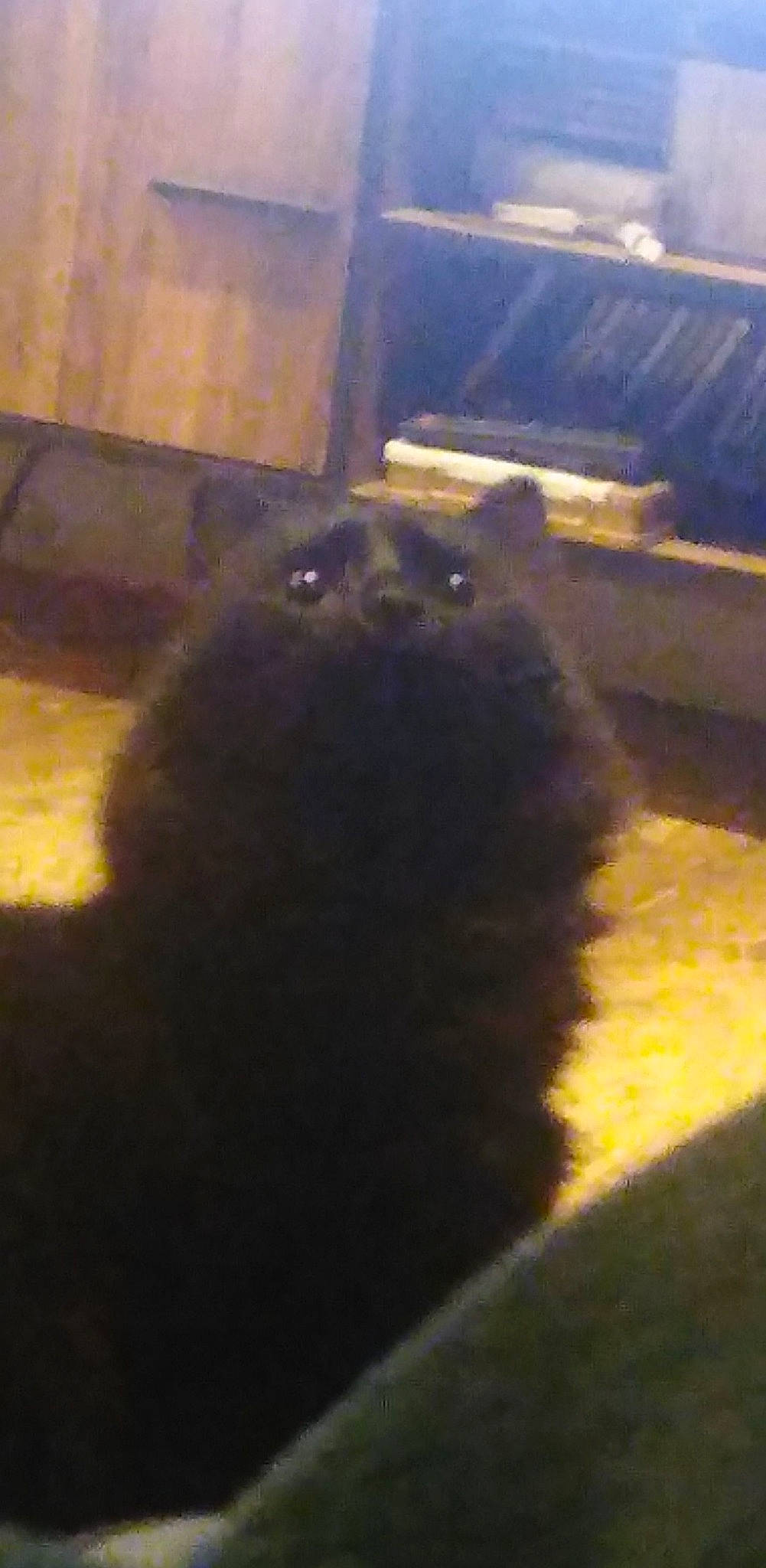 Mario participe au concours pour gagner de l'argent avec cette photo : canidae, carnivore, companion_dog, dog, dog_breed, fur, liver, rodent, snout, sporting_group, tail, terrestrial_animal, tints_and_shades, whiskers, working_animal