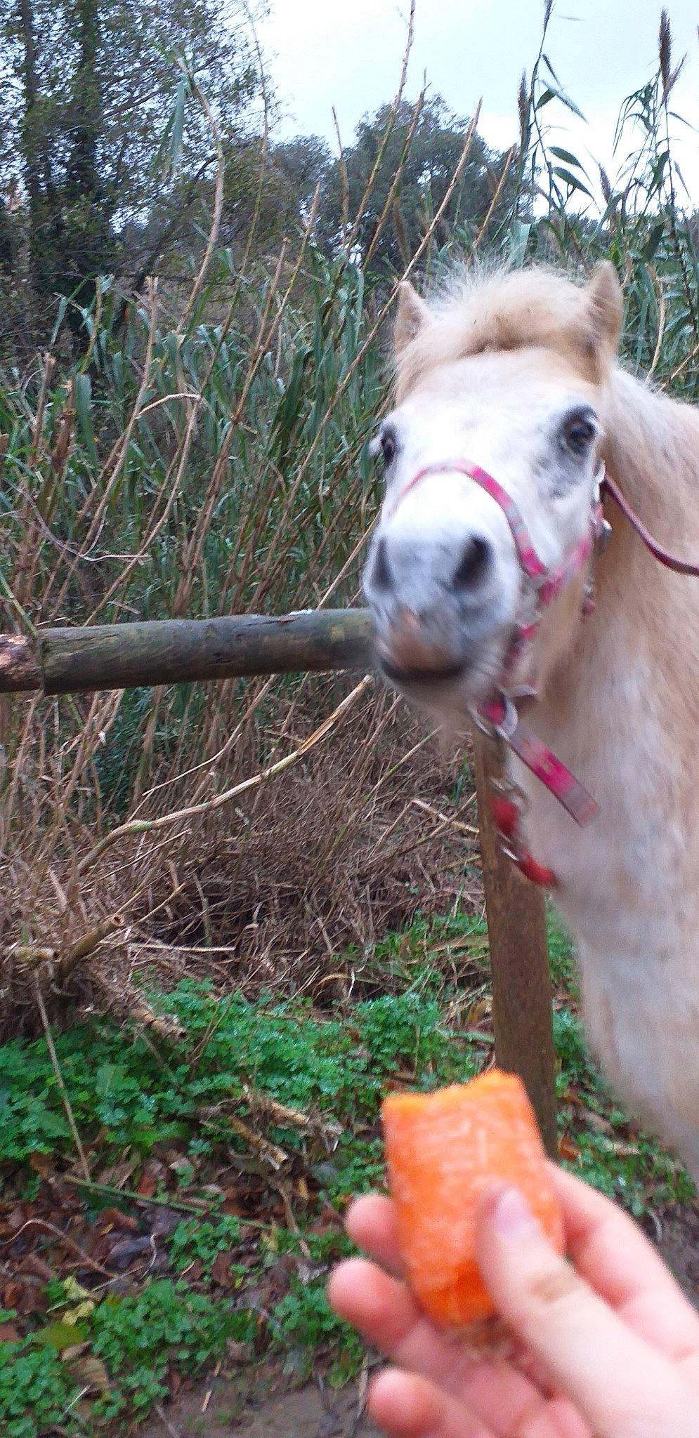 Vadina participe au concours pour gagner de l'argent avec cette photo : adaptation, ear, fawn, grass, horse, livestock, mammal, mane, mare, nose, organism, pasture, plant, pony, snout, wildlife, working_animal