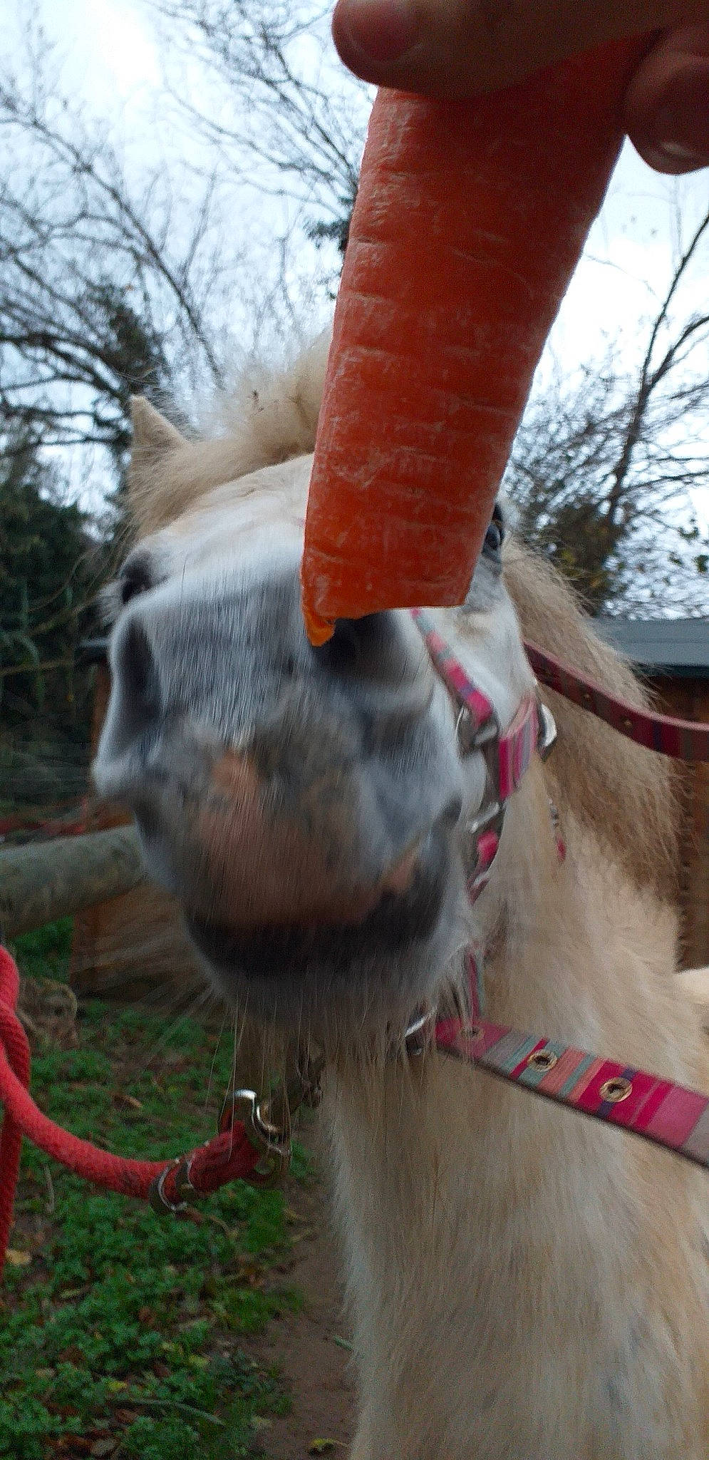 Vadina a rejoint le concours — aidez-le/la à gagner de superbes lots ! bridle, halter, horse, horse_tack, livestock, llama, mammal, mane, snout