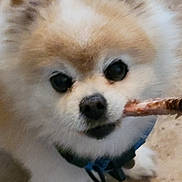 Shane is registered to the contest to win money with this photo: dog, pomeranian, close_up, fluffy, fur, eyes, nose, treat, stick, chewing, pet, companion, indoor, carpet, harness, collar, playful, adorable, portrait, whiskers