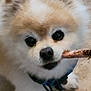 dog, pomeranian, close_up, fluffy, fur, eyes, nose, treat, stick, chewing, pet, companion, indoor, carpet, harness, collar, playful, adorable, portrait, whiskers