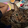 Rain And Sun joined the competition — help win amazing prizes! cat, tabby_cat, pet, animal, feline, indoor, bed, pillow, person, arm, closeup, green_eyes, resting, cozy, striped, cute, mickey_mouse, colorful, soft, companion