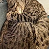 cat, tabby, sleeping, curled_up, paw, fur, striped, pet, animal, cozy, resting, close_up, indoor, cute, mammal, whiskers, relaxed, domestic_cat, feline, soft
