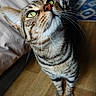Rain And Sun is registered to the contest to win money with this photo: cat, tabby, indoor, floor, whiskers, green_eyes, fur, curious, looking_up, pet, animal, striped, close_up, wooden_floor, bed, blanket, rug, feline, domestic_cat, cute