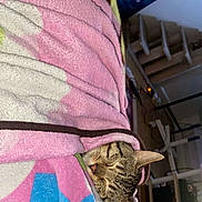 Rain And Sun is registered to the contest to win money with this photo: cat, tabby, sleeping, blanket, pink_blanket, cozy, indoor, furniture, home, resting, animal, pet, cute, ears, peaceful, snug, colorful, comfort, relaxation, fur