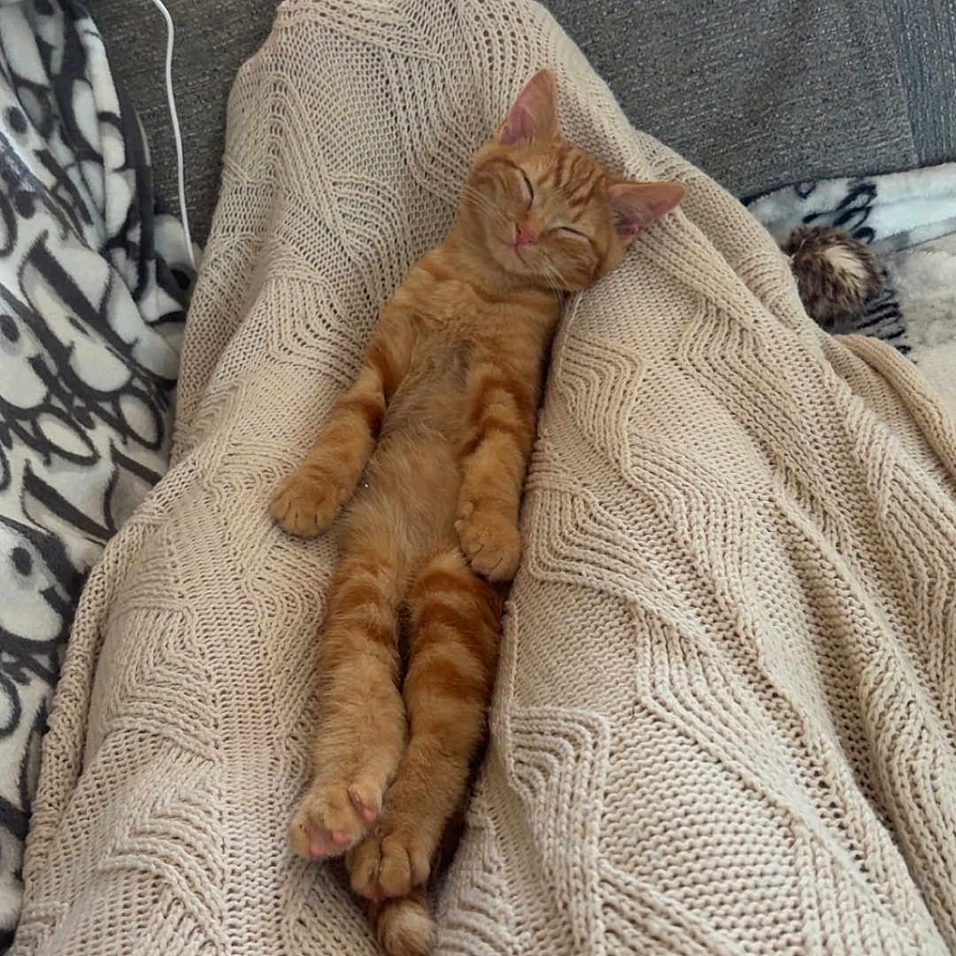Simba is registered to the contest to win money with this photo: blanket, cat, comfort, couch, cozy, cute, domestic_animal, fur, furniture, indoor, kitten, knitted, nap, orange_tabby, paw, pet, relaxing, resting, sleeping, whiskers