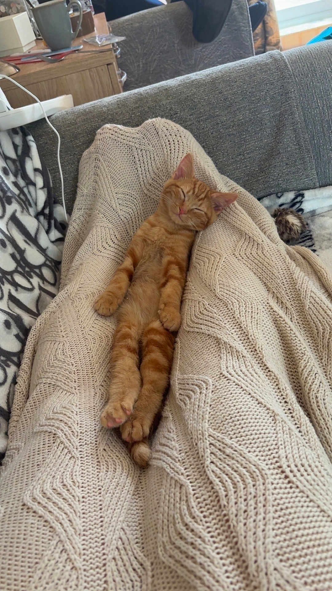 Simba is registered to the contest to win money with this photo: cat, kitten, sleeping, orange_tabby, blanket, knitted, couch, furniture, cozy, relaxing, indoor, pet, fur, paw, whiskers, resting, cute, domestic_animal, comfort, nap