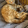 Simba is registered to the contest to win money with this photo: kitten, orange_tabby, cat, pet, animal, feline, crate, blanket, cozy, indoor, fur, cute, resting, young, playful, whiskers, ears, paws, tail, curled_up