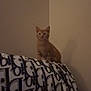 Simba is registered to the contest to win money with this photo: kitten, orange_cat, couch, blanket, pattern, indoor, wall, pet, animal, feline, curious, young, small, sitting, looking, furniture, cozy, home, domestic, cute