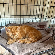 Simba joined the competition — help win amazing prizes! kitten, cat, orange_tabby, sleeping, pet_bed, cone, metal_cage, indoor, cozy, plush_blanket, feline, resting, cute, animal, young_cat, paw, fur, domestic_cat, quiet, relaxation
