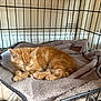 kitten, cat, orange_tabby, sleeping, pet_bed, cone, metal_cage, indoor, cozy, plush_blanket, feline, resting, cute, animal, young_cat, paw, fur, domestic_cat, quiet, relaxation