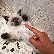 Raichu participe au concours pour gagner de l'argent avec cette photo : angora, animal, bodypart, cat, finger, hand, kitten, manx, person, pet, siamese, wrist