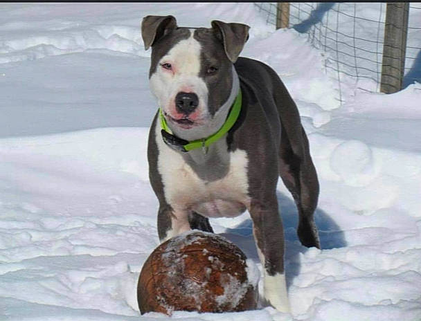 Bandit joined the competition — help win amazing prizes! american_bulldog, american_pit_bull_terrier, american_staffordshire_terrier, bull_and_terrier, canidae, carnivore, dog, dog_breed, mammal, non_sporting_group, pit_bull, rare_breed_dog, sporting_group, staffordshire_bull_terrier, terrier, vertebrate