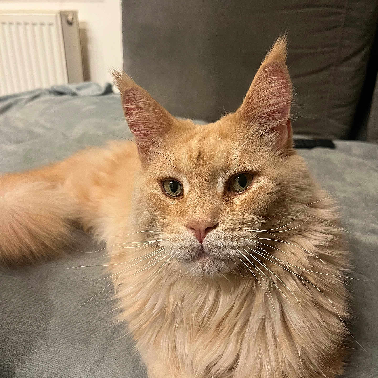 Odin a rejoint le concours — aidez-le/la à gagner de superbes lots ! animal, blanket, cat, close_up, cozy, cute, ears, eyes, face, feline, fluffy, fur, home, indoor, orange_cat, pet, relaxed, resting, soft, whiskers