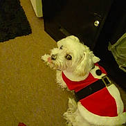 Coco joined the competition — help win amazing prizes! dog, white_dog, small_dog, pet, indoor, carpet, furniture, clothing, costume, holiday_outfit, santa_costume, cute, fluffy, looking_up, tongue_out, animal, domestic_animal, companion, floor, home