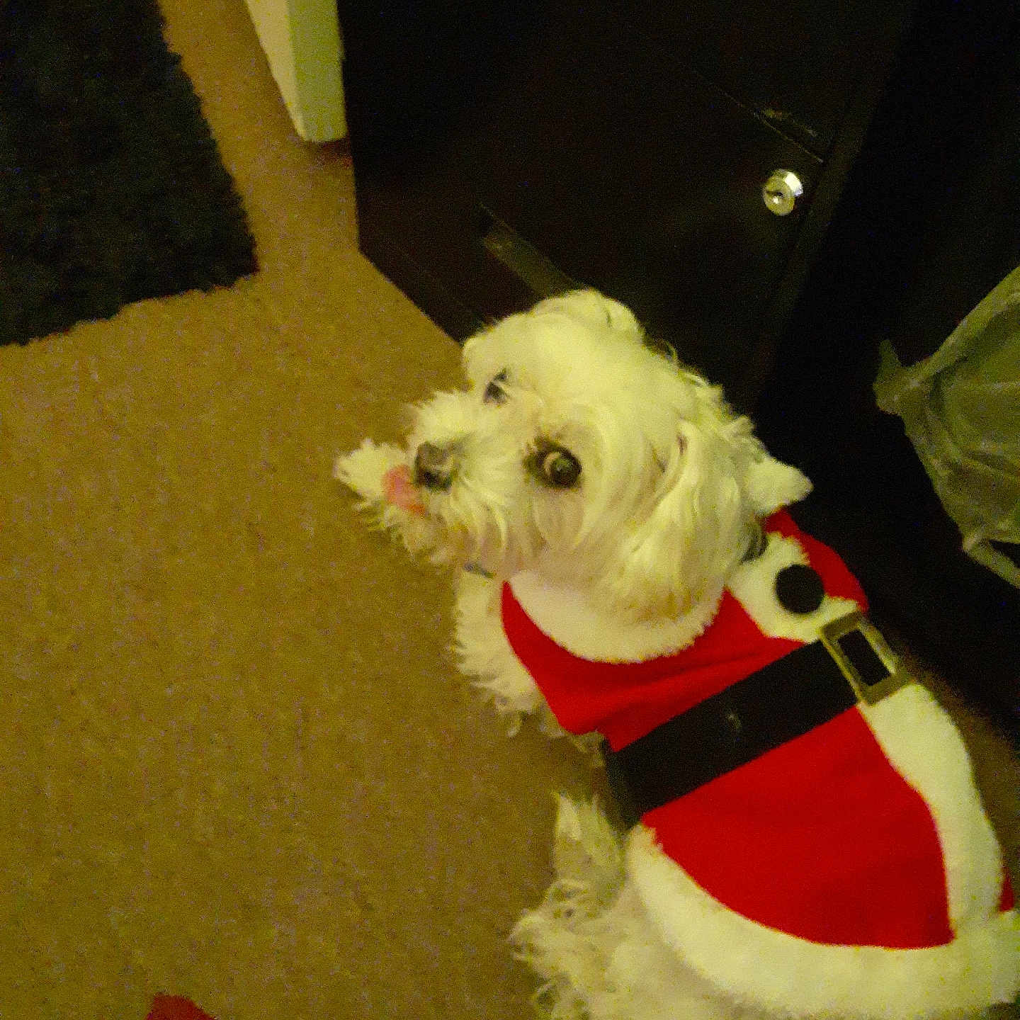 Coco joined the competition — help win amazing prizes! animal, carpet, clothing, companion, costume, cute, dog, domestic_animal, floor, fluffy, furniture, holiday_outfit, home, indoor, looking_up, pet, santa_costume, small_dog, tongue_out, white_dog