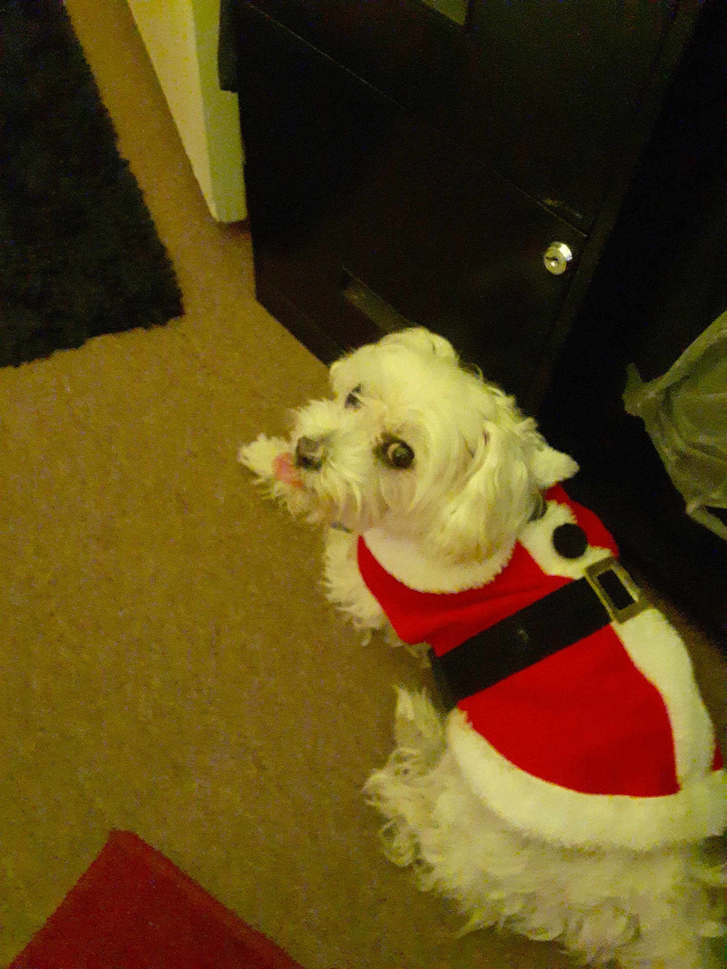 Coco joined the competition — help win amazing prizes! dog, white_dog, small_dog, pet, indoor, carpet, furniture, clothing, costume, holiday_outfit, santa_costume, cute, fluffy, looking_up, tongue_out, animal, domestic_animal, companion, floor, home