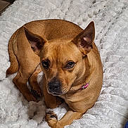 Ripley is registered to the contest to win money with this photo: dog, tan_dog, pet, animal, fluffy_blanket, bed, indoor, ears, lying_down, cute, collar, brown, fur, resting, looking_at_camera, cozy, domestic_animal, companion, paw, relaxed