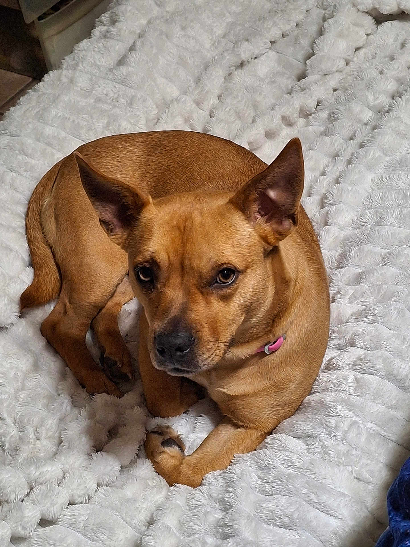 Ripley is registered to the contest to win money with this photo: dog, tan_dog, pet, animal, fluffy_blanket, bed, indoor, ears, lying_down, cute, collar, brown, fur, resting, looking_at_camera, cozy, domestic_animal, companion, paw, relaxed