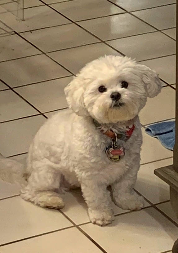 Victoria joined the competition — help win amazing prizes! canidae, carnivore, collar, companion_dog, dog, dog_breed, dog_collar, flooring, fur, labradoodle, maltepoo, pet_supply, poodle_crossbreed, puppy, small_terrier, sporting_group, terrier, toy_dog, water_dog, working_animal