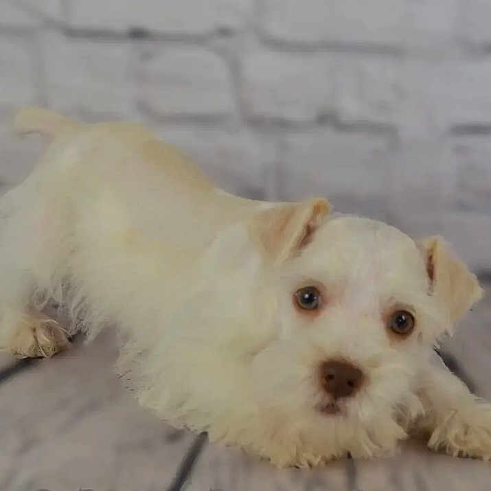 Winnie is registered to the contest to win money with this photo: animal, canine, chihuahua, dog, eskimodog, pet, poodle, puppy, snout, terrier, whitedog