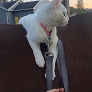 Ivy is registered to the contest to win money with this photo: animal, animal_interaction, cat, closeup, collar, domestic_animal, evening, fence, hand, horse, house, human_hand, leash, nature, outdoor, pet, sky, sunset, tree, white_cat