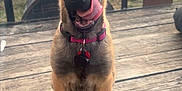 Hazel is registered to the contest to win money with this photo: animal, car, collar, cute, daylight, dog, ears_up, fur, german_shepherd, grass, licking, nose, outdoor, pet, playful, puppy, sitting, sunlight, tongue_out, wooden_deck