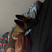 Hazel joined the competition — help win amazing prizes! bed, black, blanket, brown, canine, comfort, dog, domestic_animal, ears, fabric, fur, indoor, leather_bag, lying_down, pattern, pet, quiet, relaxed, resting, wall