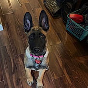 Hazel is registered to the contest to win money with this photo: dog, puppy, indoor, wooden_floor, pet, collar, vacuum_cleaner, basket, ears, flooring, curious, brown, black, sitting, looking, household, domestic, young, animal, cute
