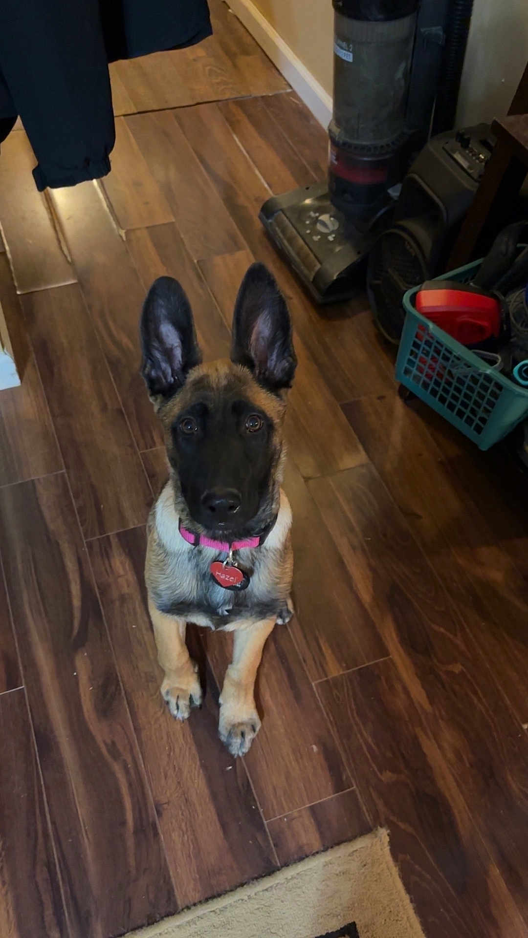 Hazel is registered to the contest to win money with this photo: dog, puppy, indoor, wooden_floor, pet, collar, vacuum_cleaner, basket, ears, flooring, curious, brown, black, sitting, looking, household, domestic, young, animal, cute