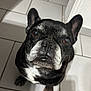 dog, french_bulldog, pet, animal, black_and_white, sitting, looking_up, ears_up, tile_floor, indoor, close_up, portrait, canine, cute, fur, whiskers, companion, domestic_animal, shadow, lighting