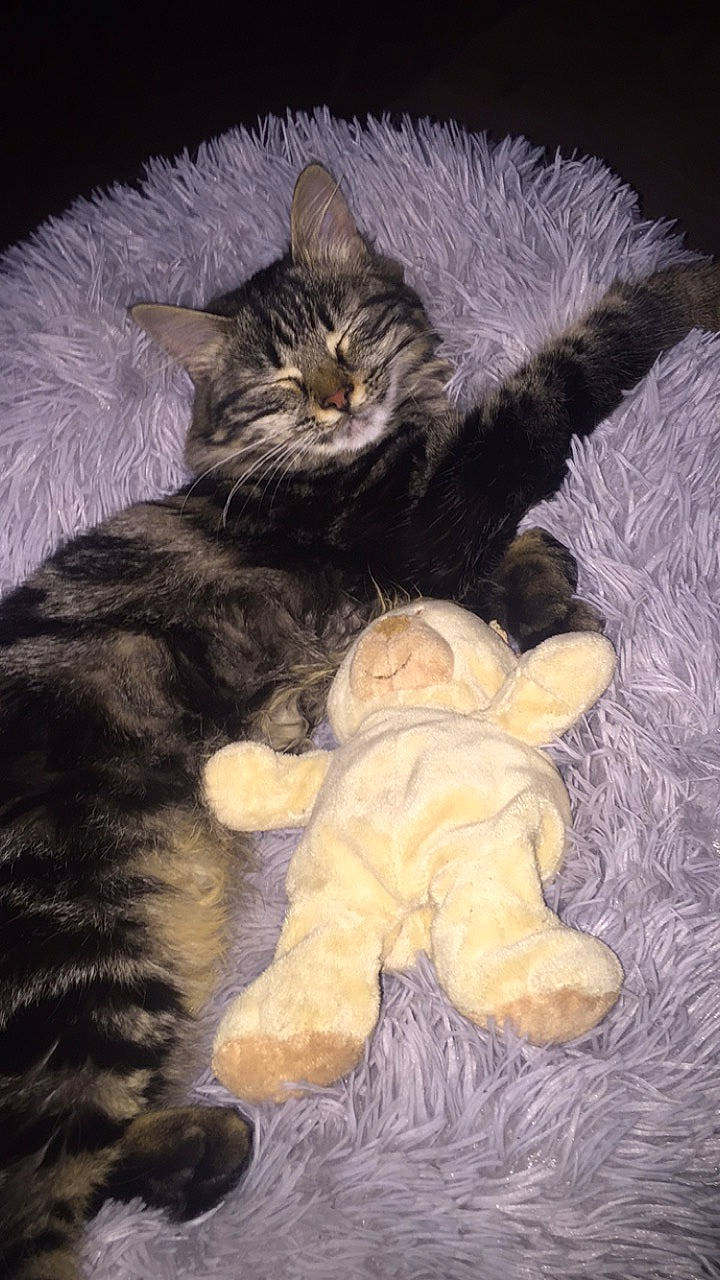 Mia participe au concours pour gagner de l'argent avec cette photo : carnivore, cat, claw, comfort, domestic_short_haired_cat, fawn, felidae, fur, mammal, paw, plant, small_to_medium_sized_cats, snout, stuffed_toy, tail, toy, whiskers