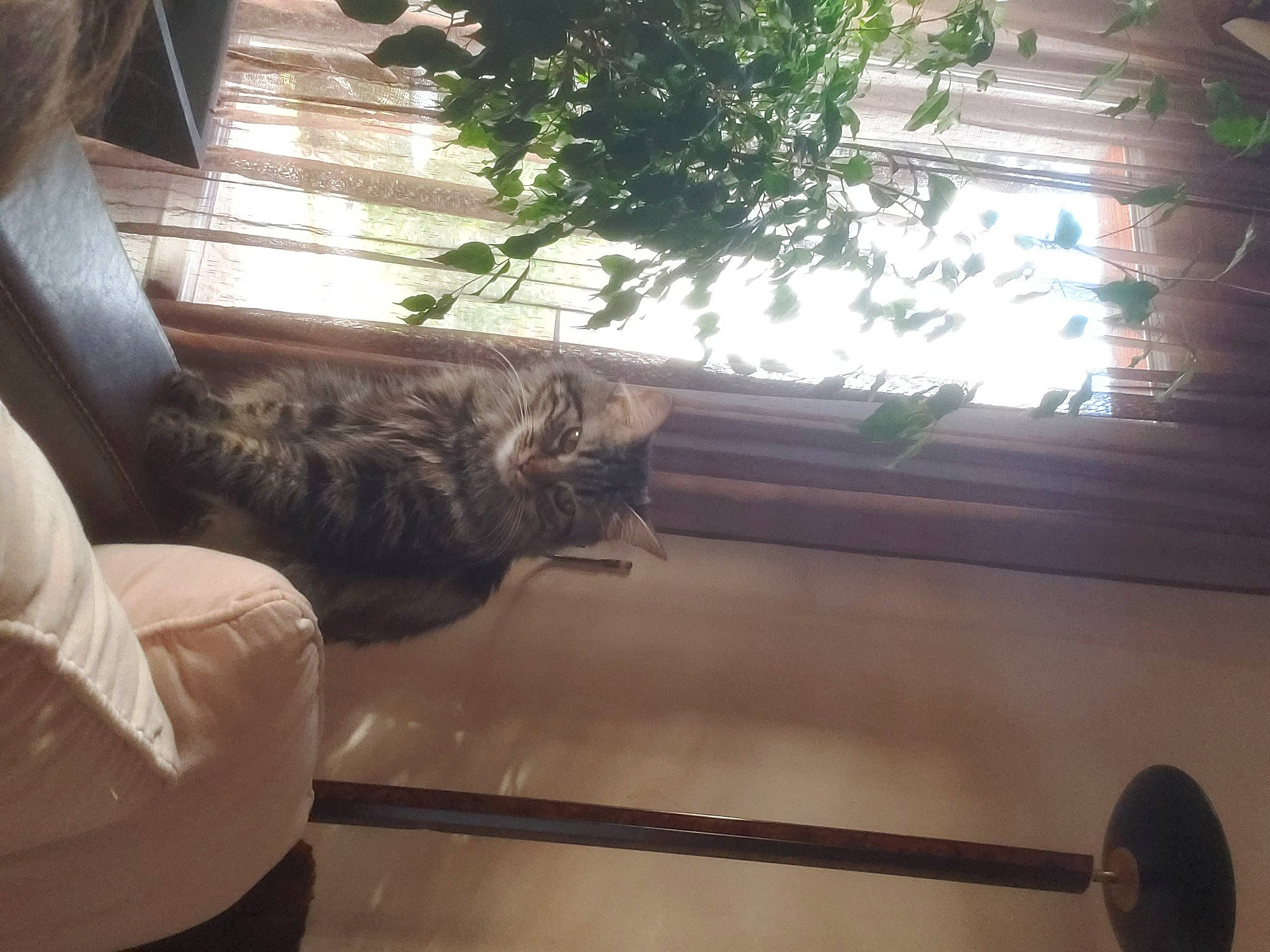 Mia a rejoint le concours — aidez-le/la à gagner de superbes lots ! comfort, daylighting, felidae, flooring, fun, fur, glass, hardwood, human_leg, plant, room, shade, shadow, small_to_medium_sized_cats, sunlight, tail, tints_and_shades, tree, window, wood