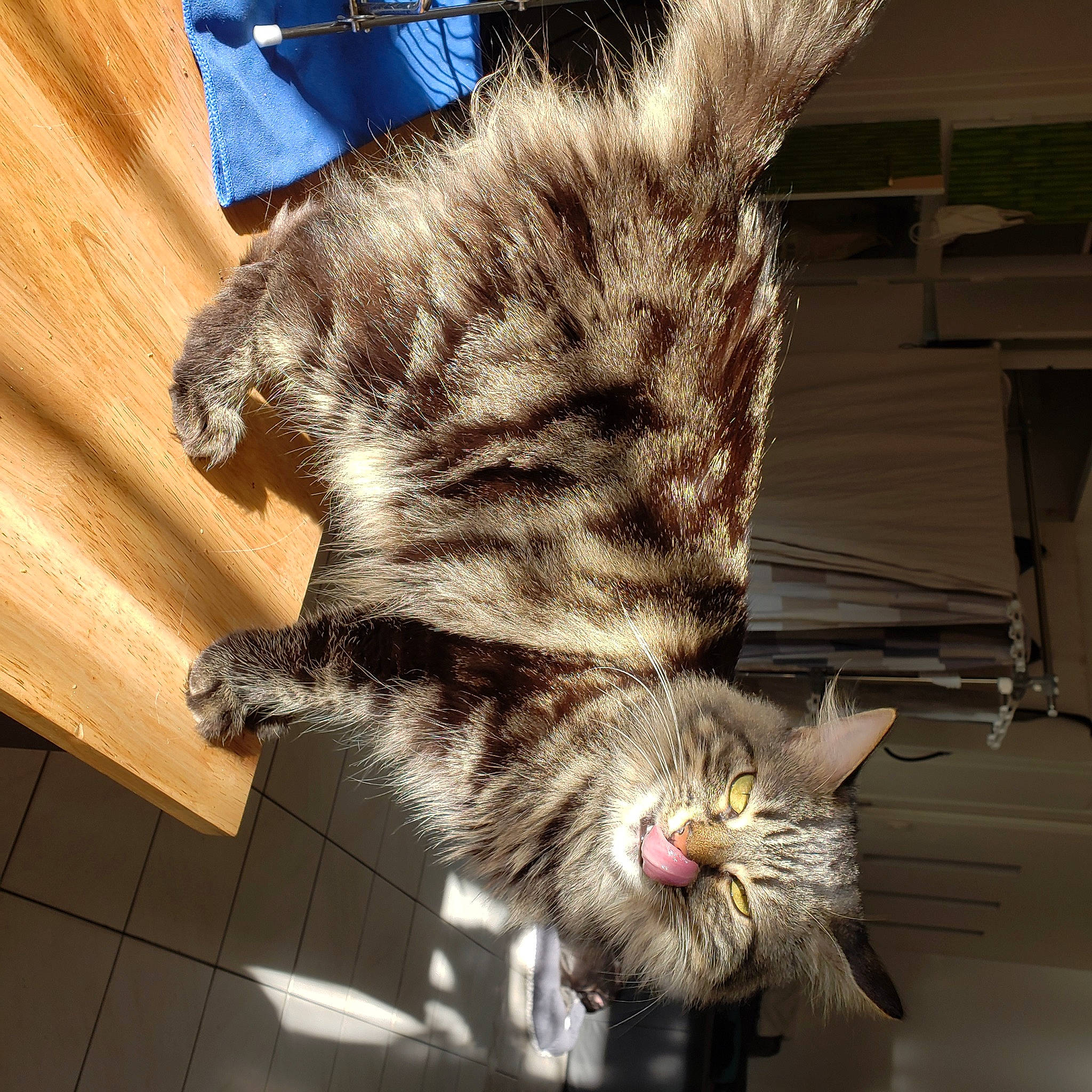 Mia a rejoint le concours — aidez-le/la à gagner de superbes lots ! carnivore, cat, claw, domestic_short_haired_cat, ear, felidae, flooring, fur, gesture, hardwood, human_leg, nap, paw, sleep, small_to_medium_sized_cats, snout, tail, whiskers, wood