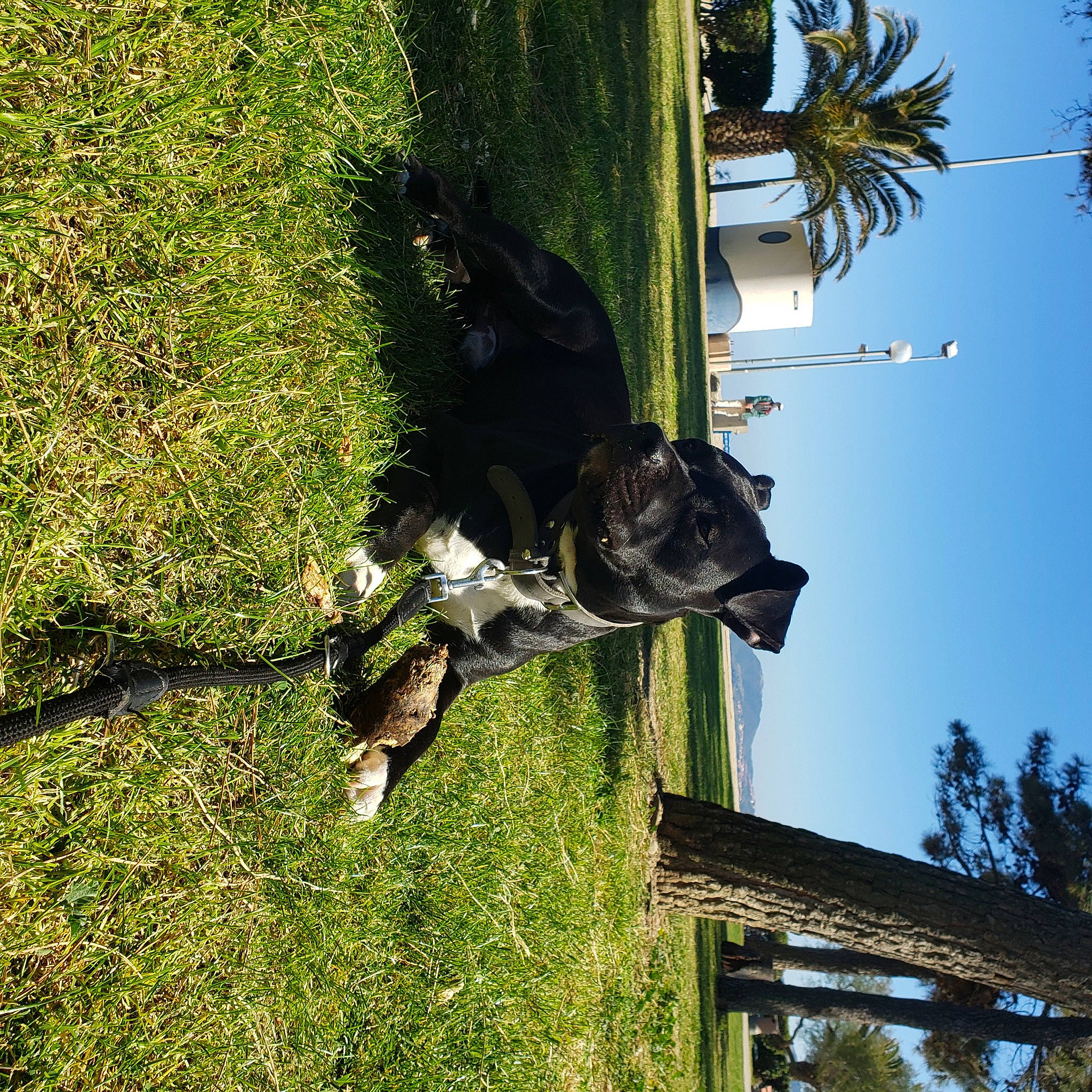 Ice participe au concours pour gagner de l'argent avec cette photo : arecales, botany, dog, dog_breed, grass, groundcover, horse, monument, palm_tree, plant, sculpture, sky, sporting_group, statue, tail, tree, trunk, vegetation, woody_plant, working_animal