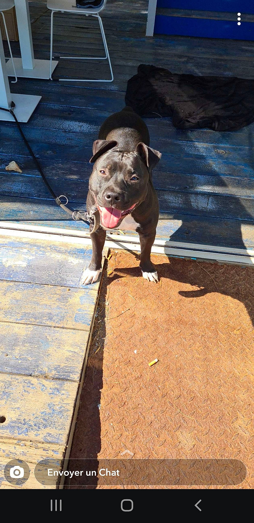 Ice a rejoint le concours — aidez-le/la à gagner de superbes lots ! asphalt, carnivore, companion_dog, concrete, dog, dog_breed, dog_collar, fawn, flooring, leash, liver, road_surface, shadow, sidewalk, sitting, snout, street, wood, working_animal, wrinkle