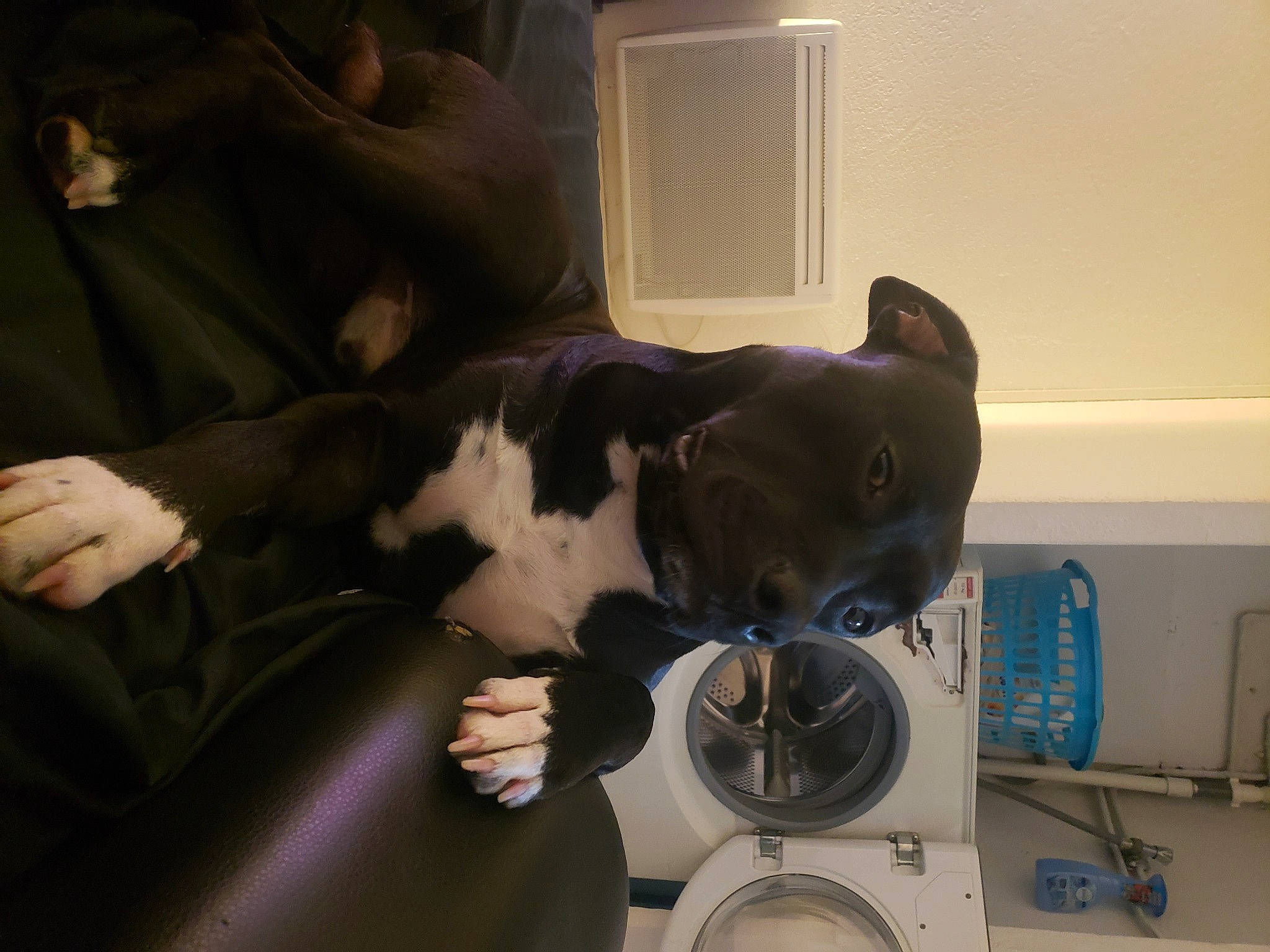 Ice a rejoint le concours — aidez-le/la à gagner de superbes lots ! audio_equipment, auto_part, boston_terrier, canidae, car_seat, carnivore, clothes_dryer, comfort, companion_dog, dog, dog_breed, fawn, laundry, laundry_room, sporting_group, steering_wheel, vehicle, vehicle_door, washing_machine, working_animal