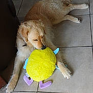Alvin a rejoint le concours — aidez-le/la à gagner de superbes lots ! dog, golden_retriever, plush_toy, yellow, purple, blue, floor, tile_floor, indoor, pet, animal, laying_down, fur, collar, playful, home, resting, cute, canine, toy