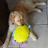 dog, golden_retriever, plush_toy, yellow, purple, blue, floor, tile_floor, indoor, pet, animal, laying_down, fur, collar, playful, home, resting, cute, canine, toy