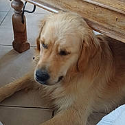 Alvin a rejoint le concours — aidez-le/la à gagner de superbes lots ! animal, blanket, blue_bottle, book, canine, cozy, dog, domestic, floor, furniture, glass, golden_retriever, home, indoor, pet, relaxed, resting, table_leg, tile_floor, wooden_table