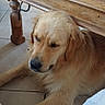 animal, blanket, blue_bottle, book, canine, cozy, dog, domestic, floor, furniture, glass, golden_retriever, home, indoor, pet, relaxed, resting, table_leg, tile_floor, wooden_table