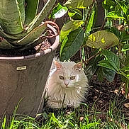 Litchi a rejoint le concours — aidez-le/la à gagner de superbes lots ! animal, cat, curious, feline, fluffy, garden, grass, greenery, leaf, nature, outdoor, pet, plants, potted_plant, relaxed, resting, shade, sunlight, white_cat, wildlife