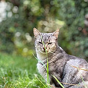 Pipa participe au concours pour gagner de l'argent avec cette photo : cat, gray_tabby, grass, outdoor, nature, greenery, animal, feline, fur, whiskers, sitting, closeup, garden, leaf, plant, wildlife, pets, mammal, bokeh, daylight