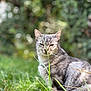 cat, gray_tabby, grass, outdoor, nature, greenery, animal, feline, fur, whiskers, sitting, closeup, garden, leaf, plant, wildlife, pets, mammal, bokeh, daylight