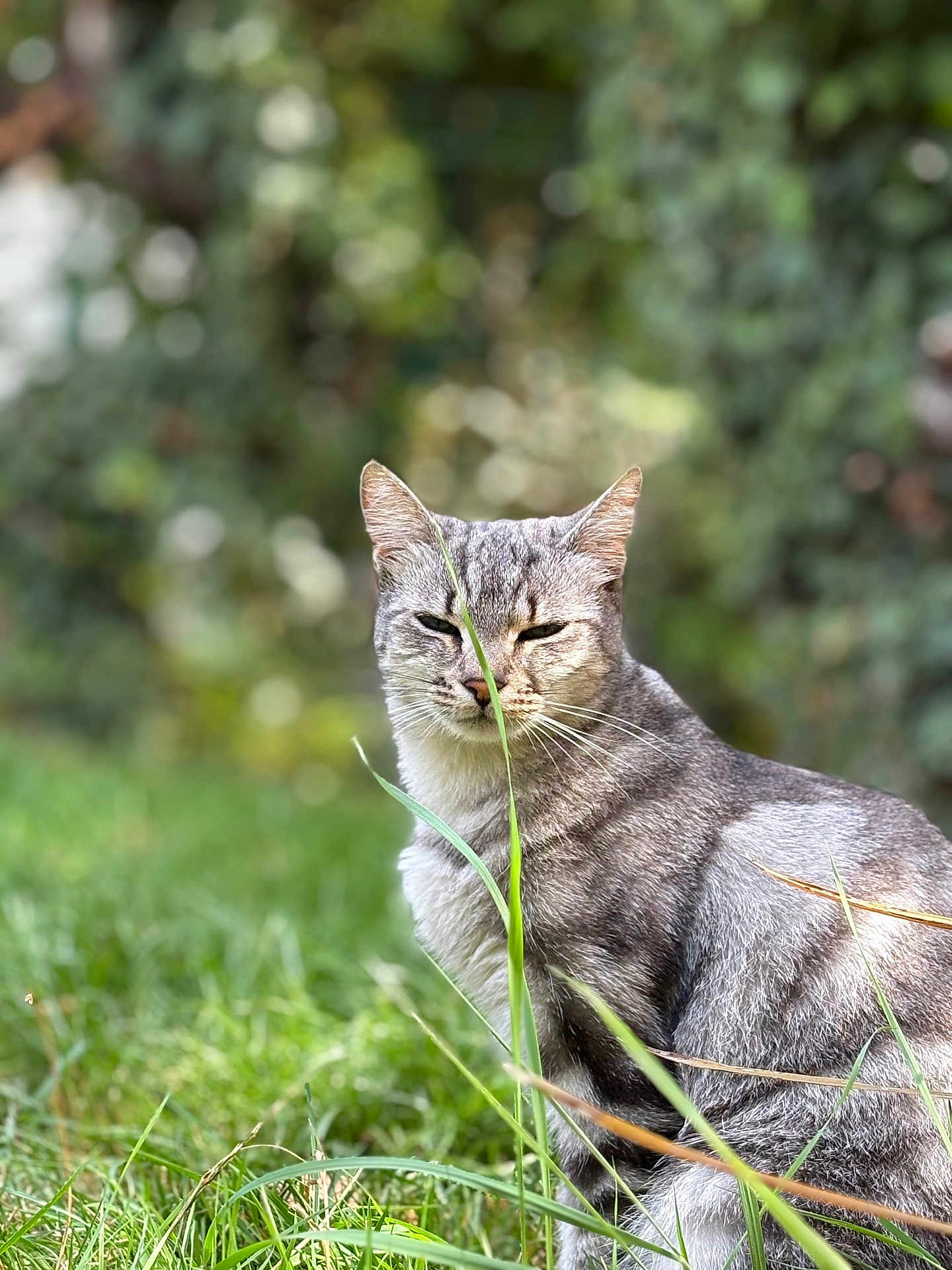 Pipa participe au concours pour gagner de l'argent avec cette photo : cat, gray_tabby, grass, outdoor, nature, greenery, animal, feline, fur, whiskers, sitting, closeup, garden, leaf, plant, wildlife, pets, mammal, bokeh, daylight
